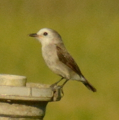 Arundinicola leucocephala