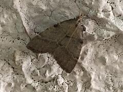 Oedmatodes chilensis