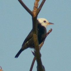 Arundinicola leucocephala
