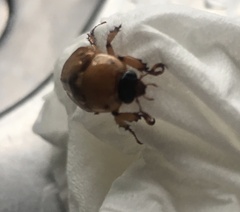 Cyclocephala signaticollis