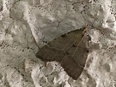 Oedmatodes chilensis