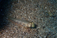 Gnatholepis thompsoni