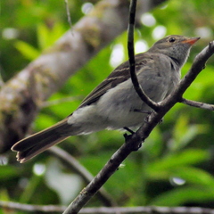 Elaenia mesoleuca