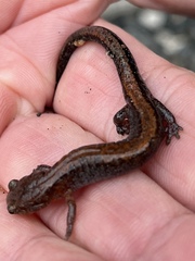 Plethodon cinereus