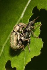 Phyllobius betulinus