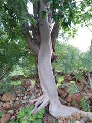 Bursera bipinnata