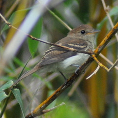 Lathrotriccus euleri