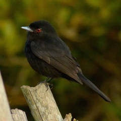 Knipolegus cyanirostris