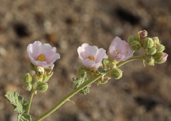 Sphaeralcea ambigua rosacea