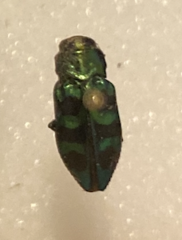 Chrysobothris viridiimpressa