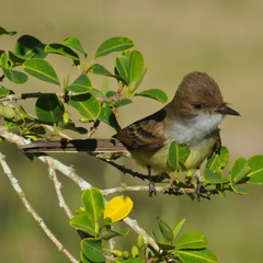 Myiarchus swainsoni