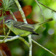 Phyllomyias fasciatus