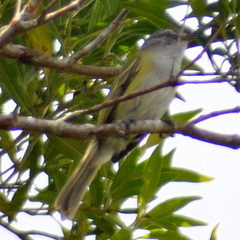 Phyllomyias griseocapilla