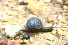 Pommerhelix mastersi