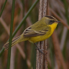 Pseudocolopteryx sclateri