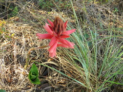 Sacoila lanceolata