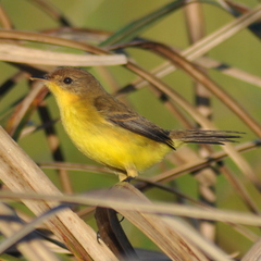 Pseudocolopteryx flaviventris