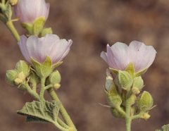 Sphaeralcea ambigua rosacea