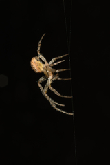 Zygiella x-notata