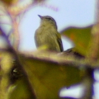 Rough-legged Tyrannulet (Acrochordopus burmeisteri), photo 10