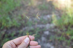 Cyperus articulatus