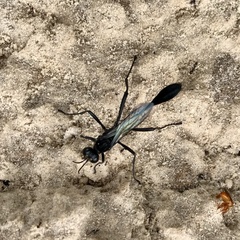 Eremnophila