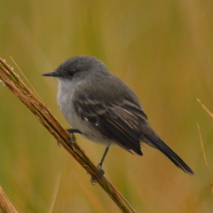 Serpophaga nigricans