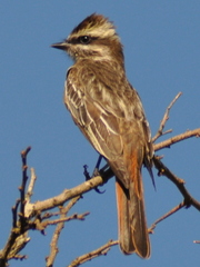 Empidonomus varius