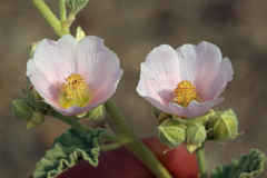 Sphaeralcea ambigua rosacea