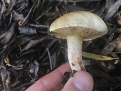Suillus bellinii