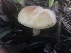 Suillus bellinii