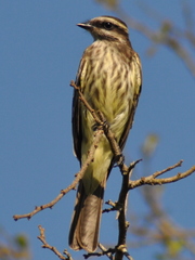 Empidonomus varius