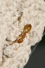 Temnothorax