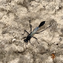 Eremnophila