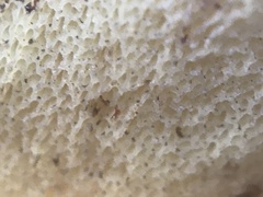 Suillus bellinii