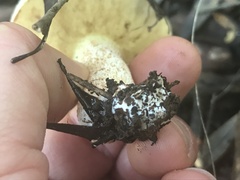 Suillus bellinii