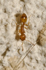 Temnothorax