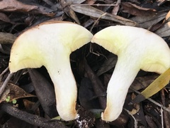 Suillus bellinii