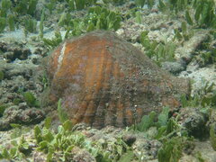 Titanostrombus galeatus