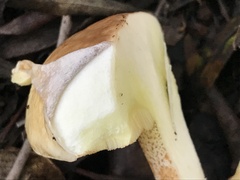 Suillus bellinii