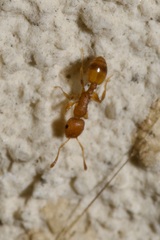 Temnothorax