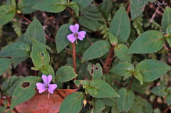 Impatiens leptopoda