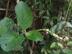 Varronia curassavica