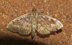 Anania coronata