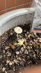 Leucocoprinus