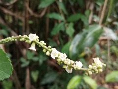 Varronia curassavica