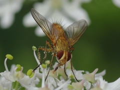 Leskia aurea
