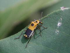 Chauliognathus subapicalis