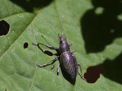 Naupactus