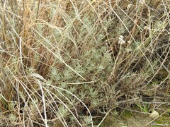Helichrysum italicum
